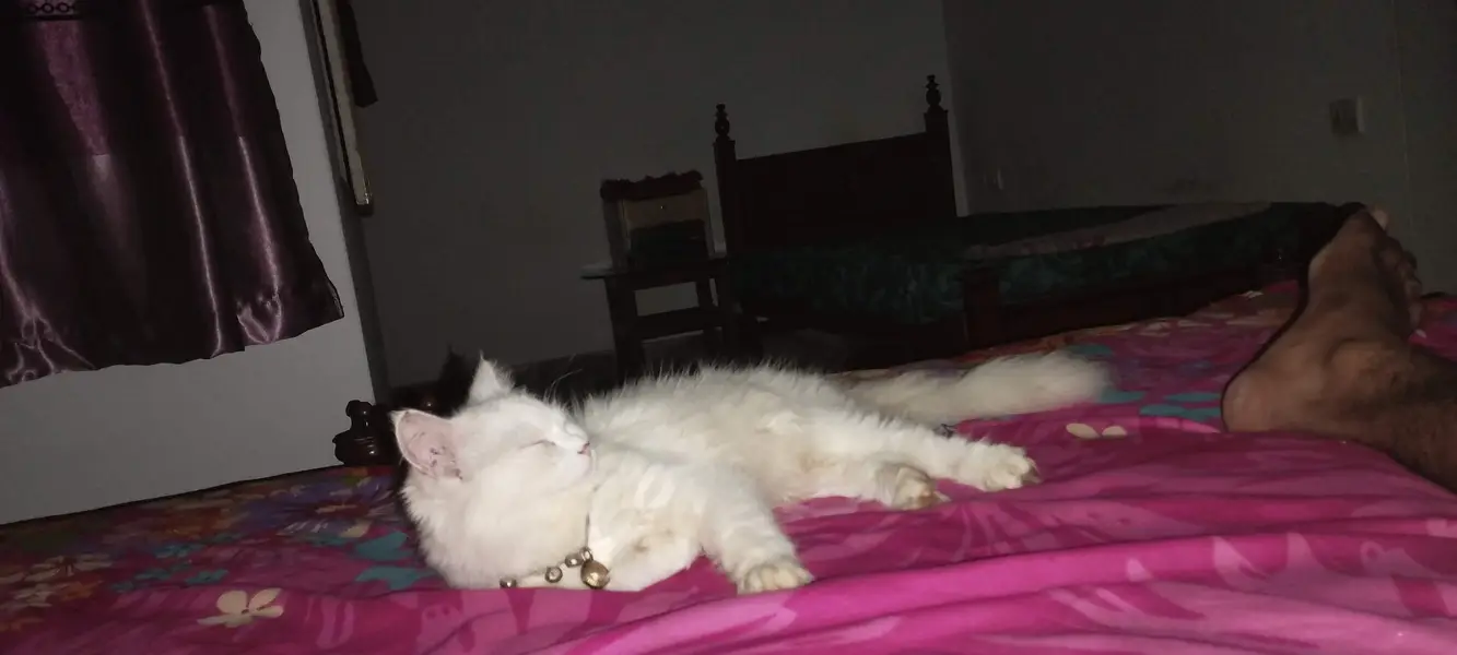 Female Persian Cat 7 months Fully trained best for family — photo 2