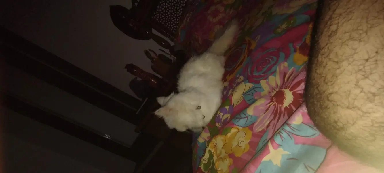 Female Persian Cat 7 months Fully trained best for family — photo 3
