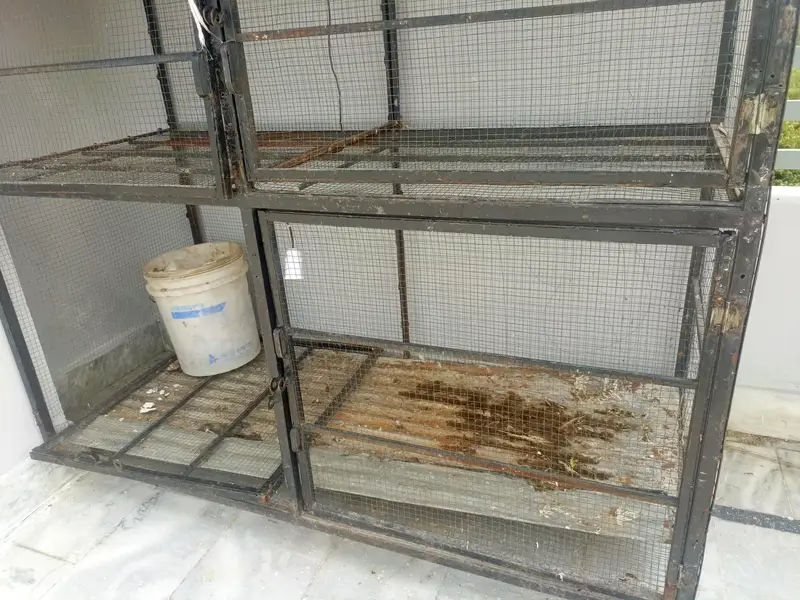 Hen cage  Birds Cage  Big Cage — photo 3