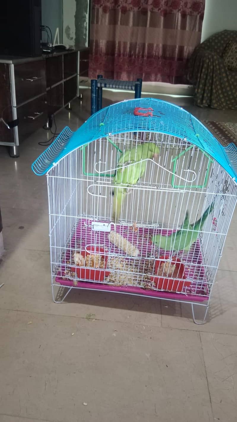 parrots 0