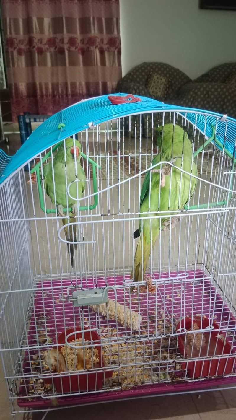 parrots 1