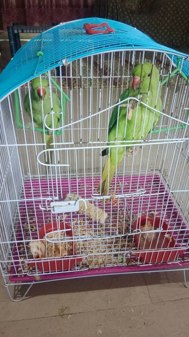 parrots 2