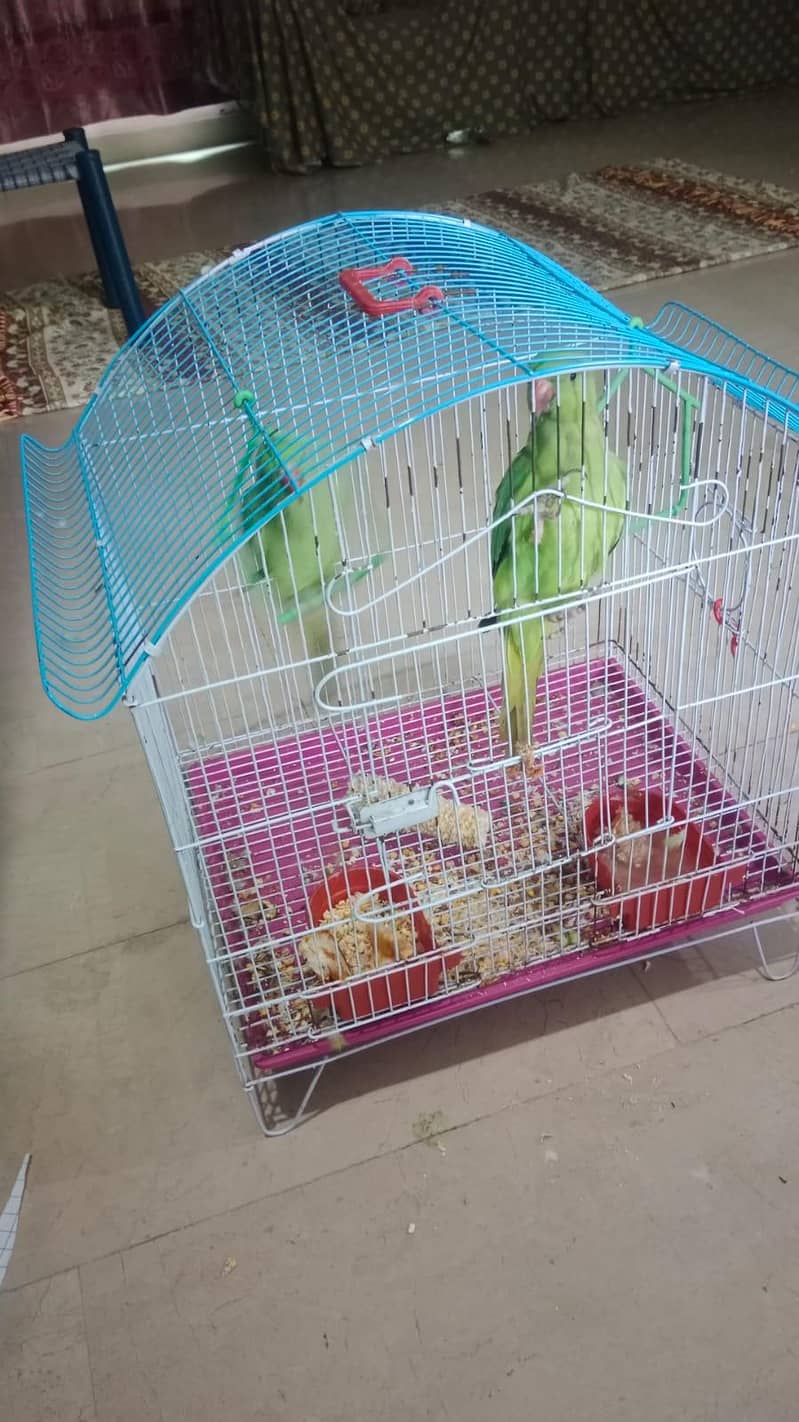 parrots 3