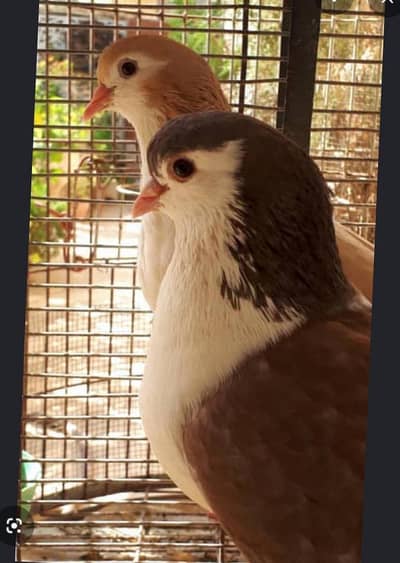 red Sherazi pair for sale