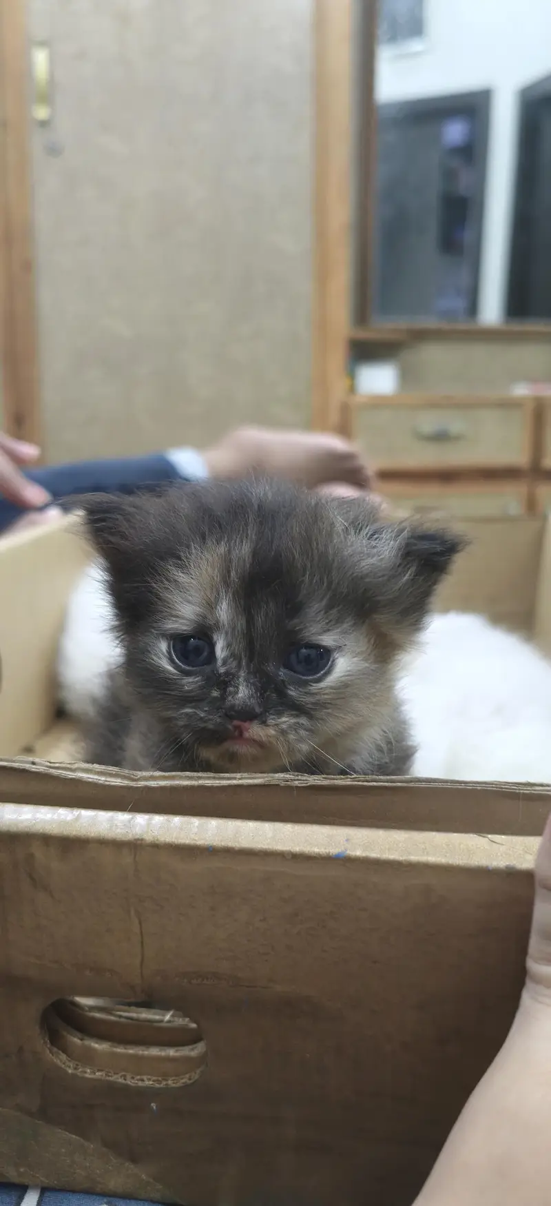triple coat persian kittens — photo 2