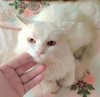 Persian Cat for sale