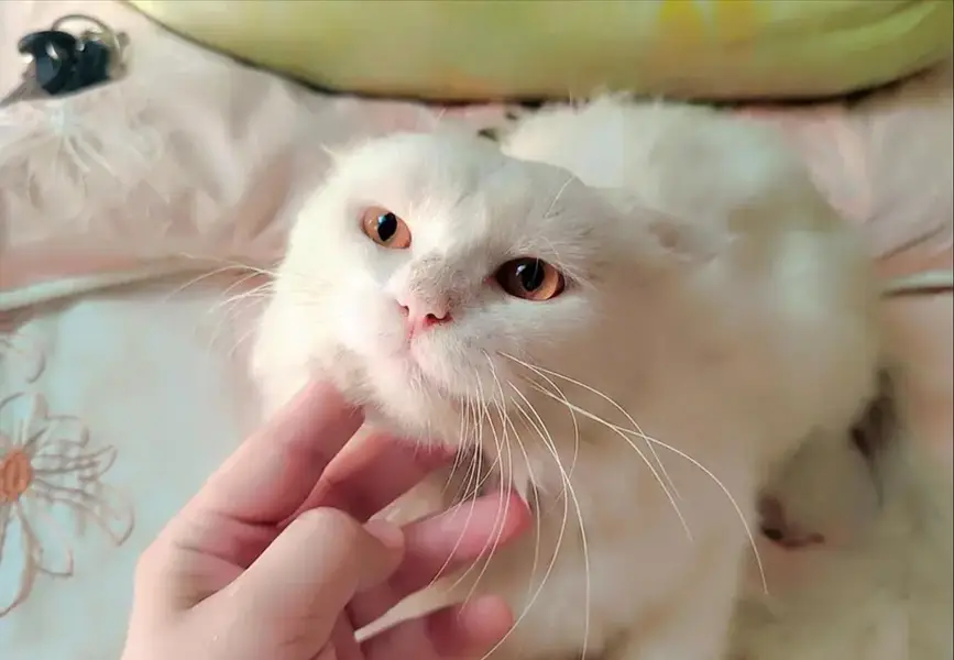 Persian Cat for sale — photo 2