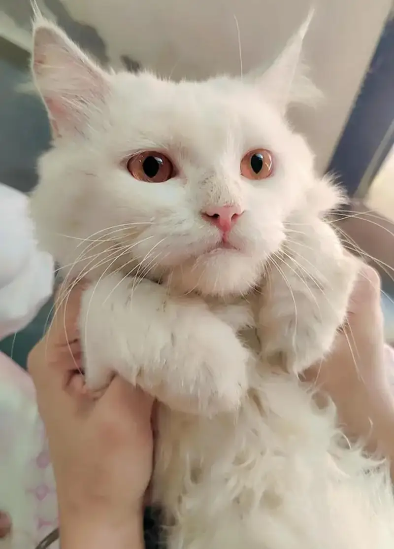 Persian Cat for sale — photo 3