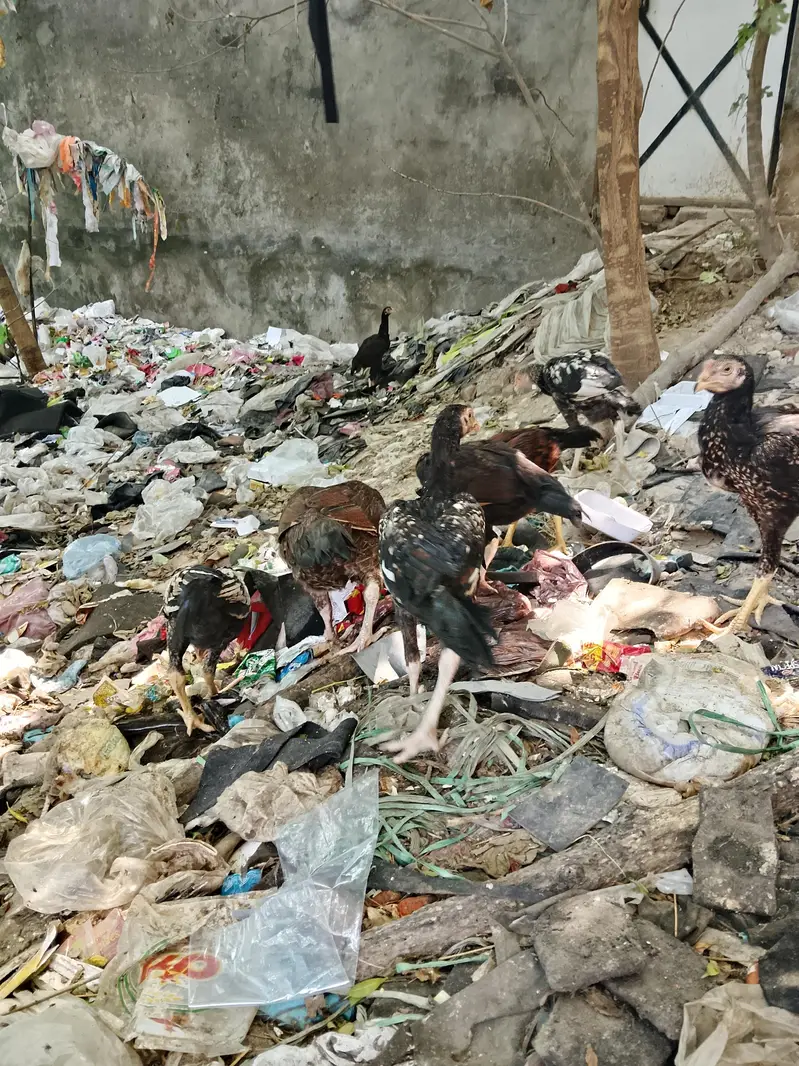 amroha +mianwali — photo 2
