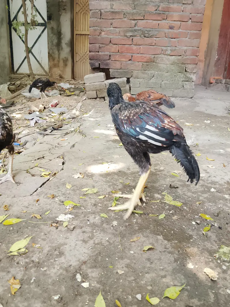 amroha +mianwali — photo 3