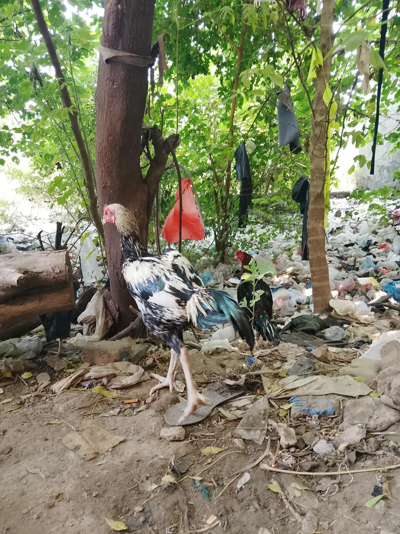 amroha +mianwali — photo 4