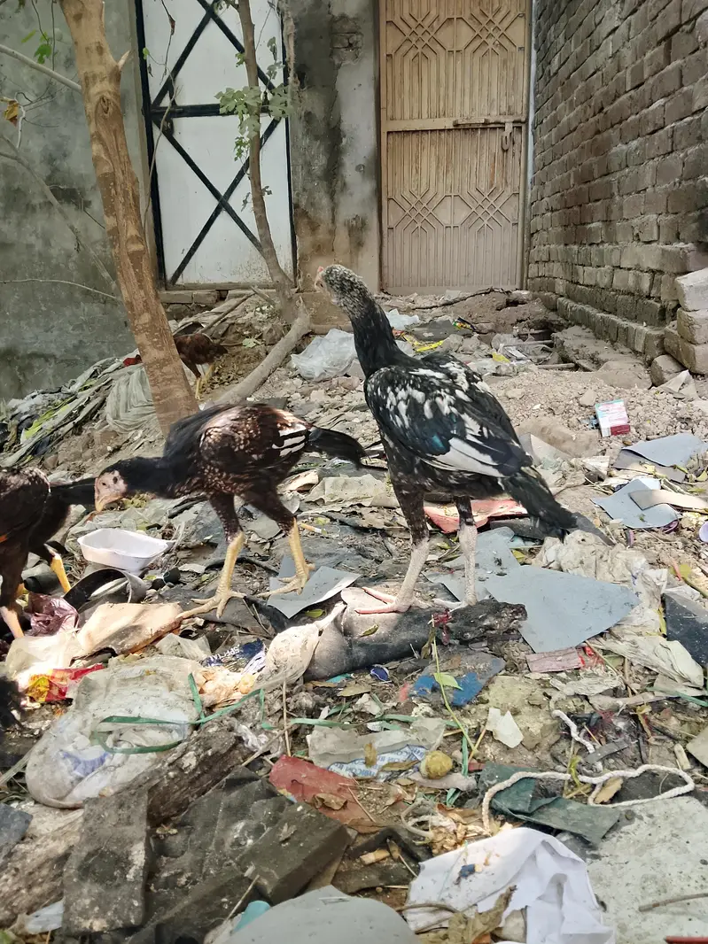 amroha +mianwali — photo 5