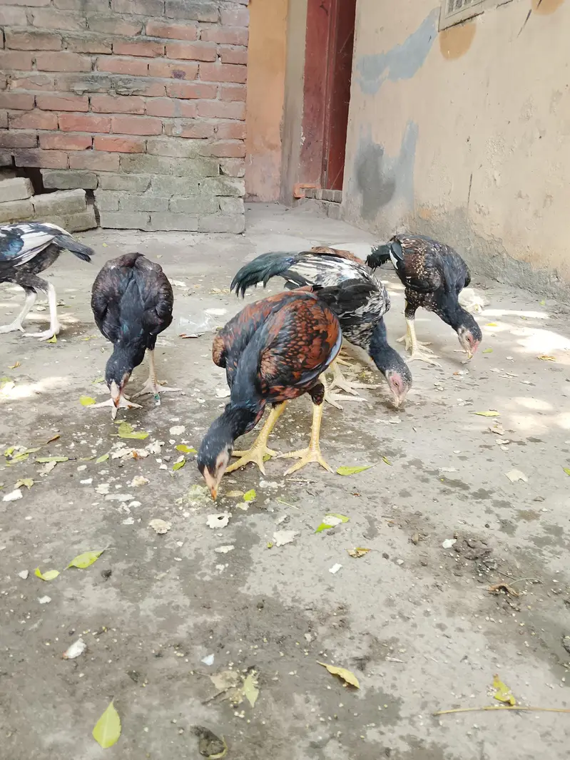 amroha +mianwali — photo 6