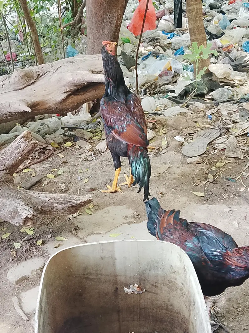 amroha +mianwali — photo 10