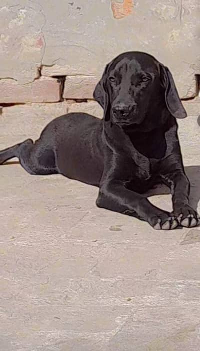 labarador male dog