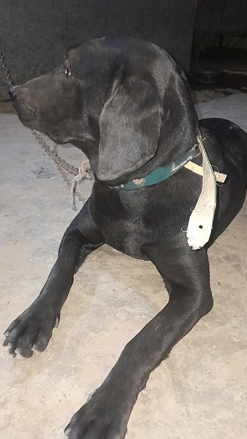 labarador male dog — photo 2