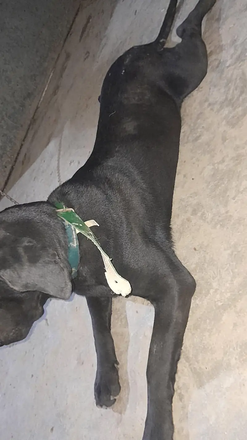 labarador male dog — photo 3