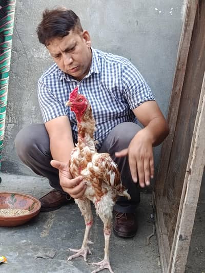 aseel Sindhi