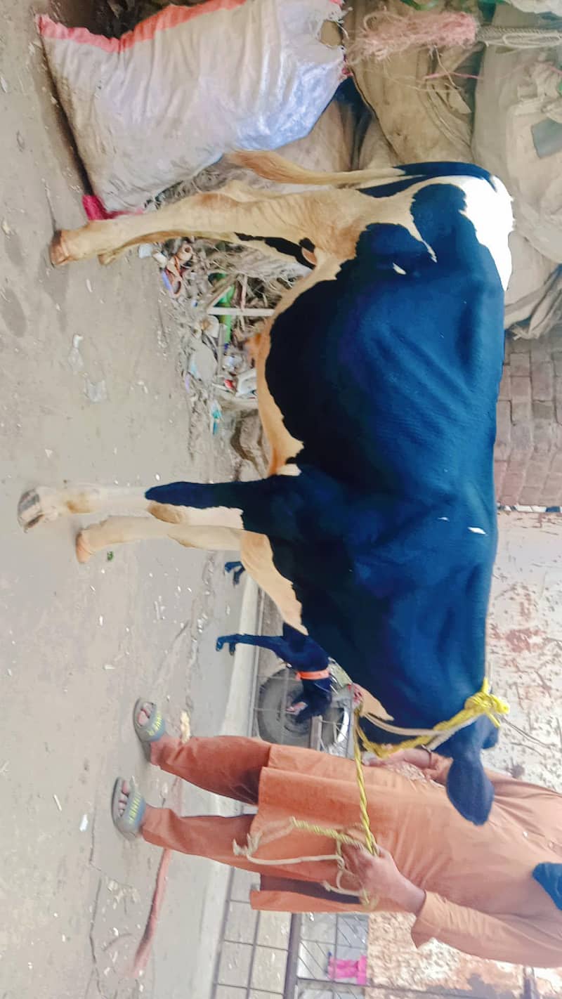 بچھڑا 0