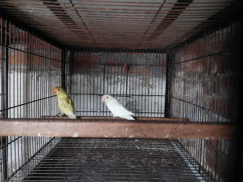 lovebirds Breeder pairs available for sale different prices — photo 2