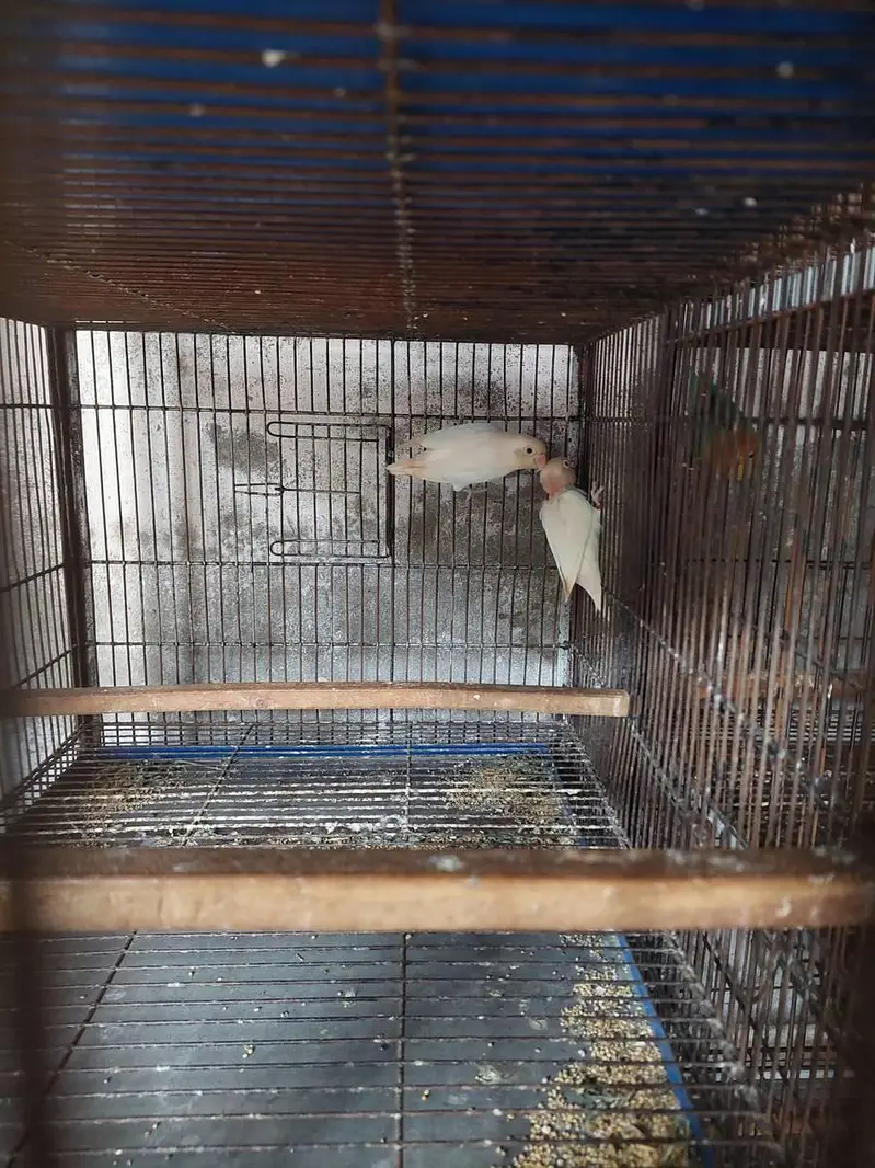 lovebirds Breeder pairs available for sale different prices — photo 3