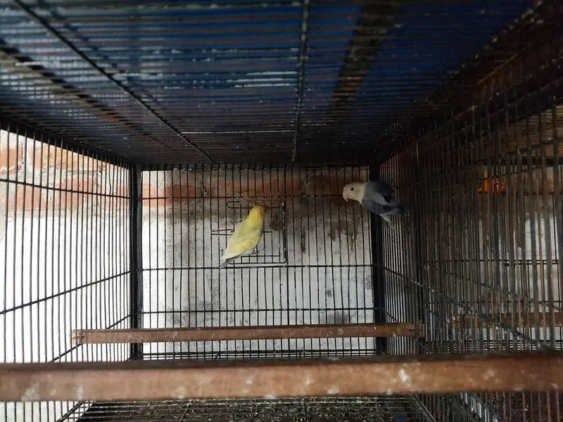 lovebirds Breeder pairs available for sale different prices — photo 4