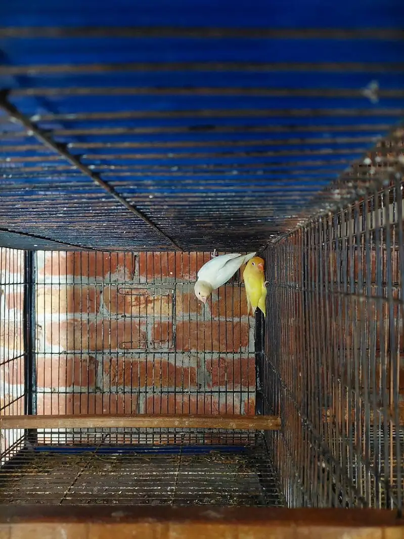 lovebirds Breeder pairs available for sale different prices — photo 5