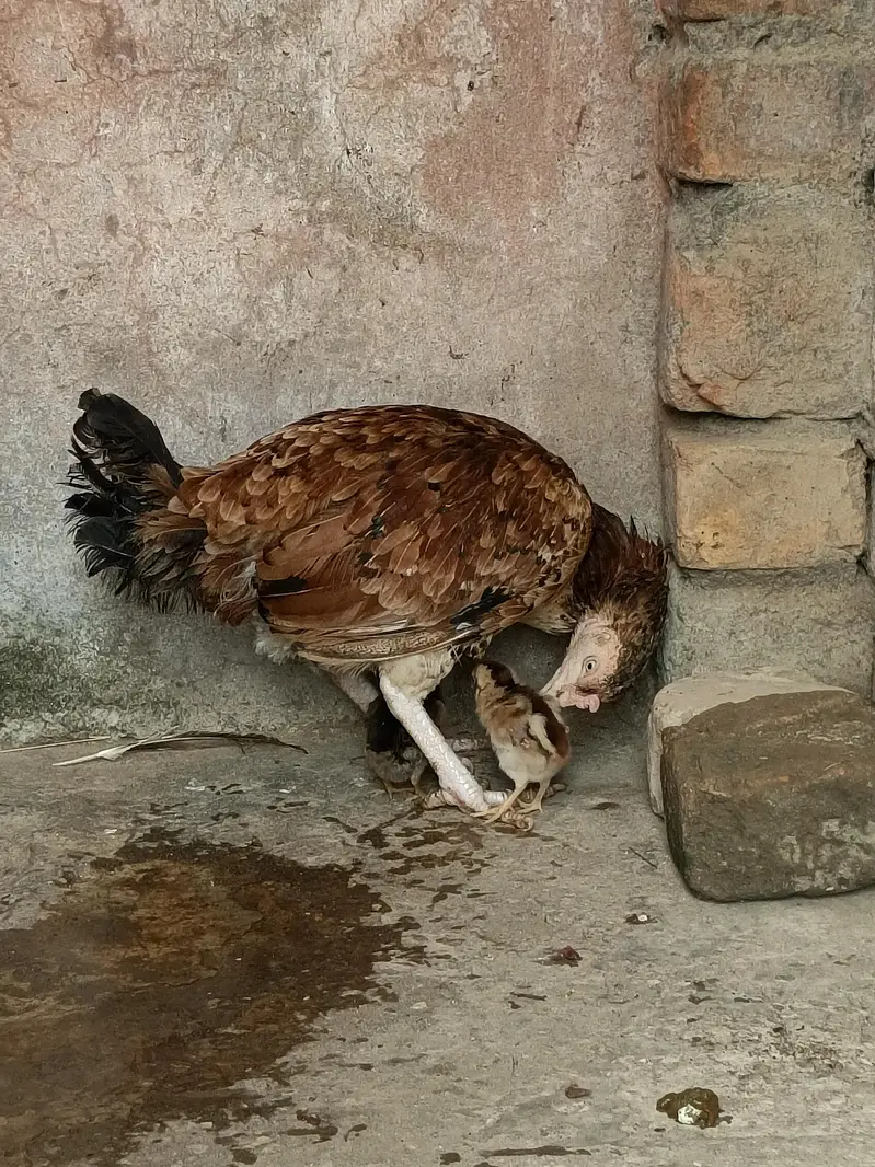 pure aseel mian wali female — photo 2