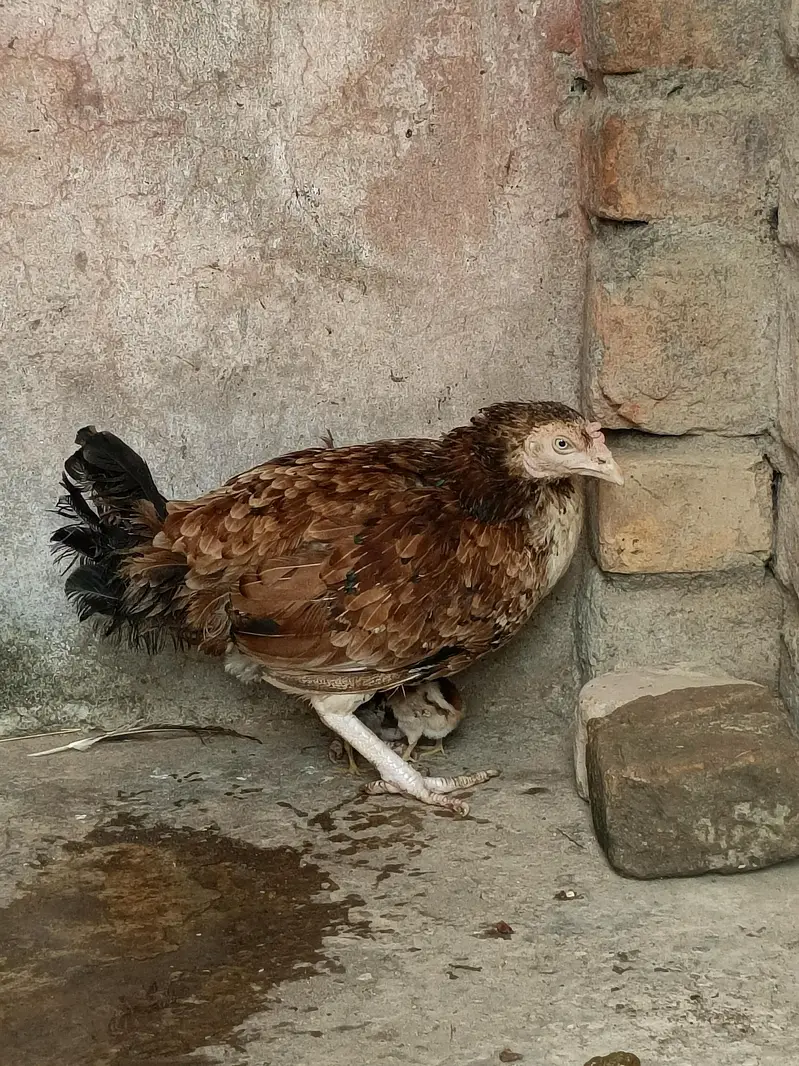 pure aseel mian wali female — photo 3