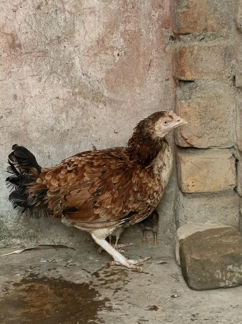 pure aseel mian wali female — photo 4