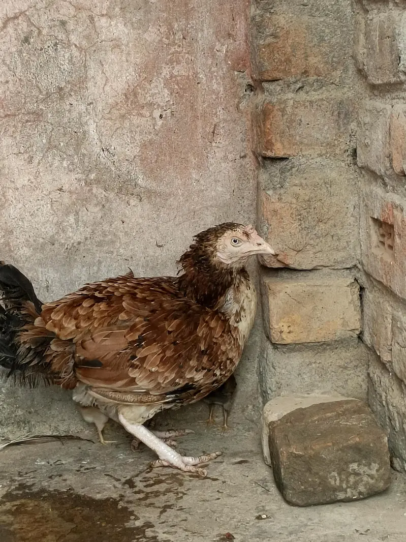 pure aseel mian wali female — photo 5