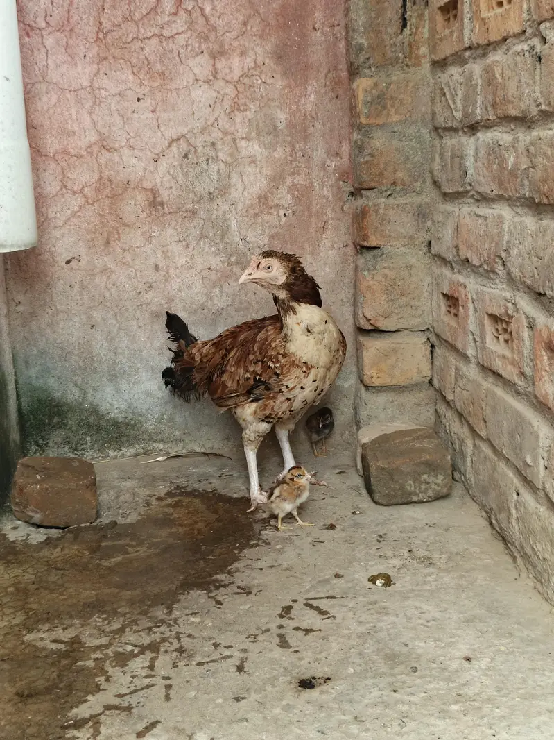 pure aseel mian wali female — photo 6