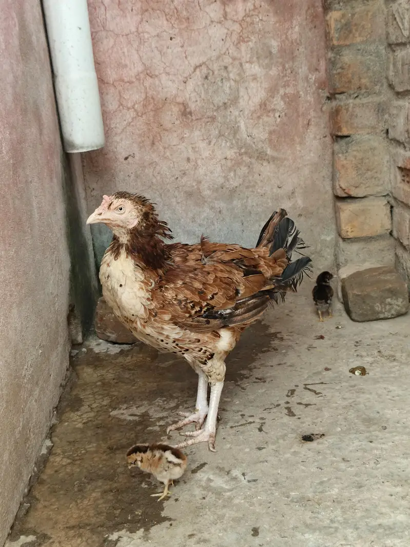 pure aseel mian wali female — photo 9