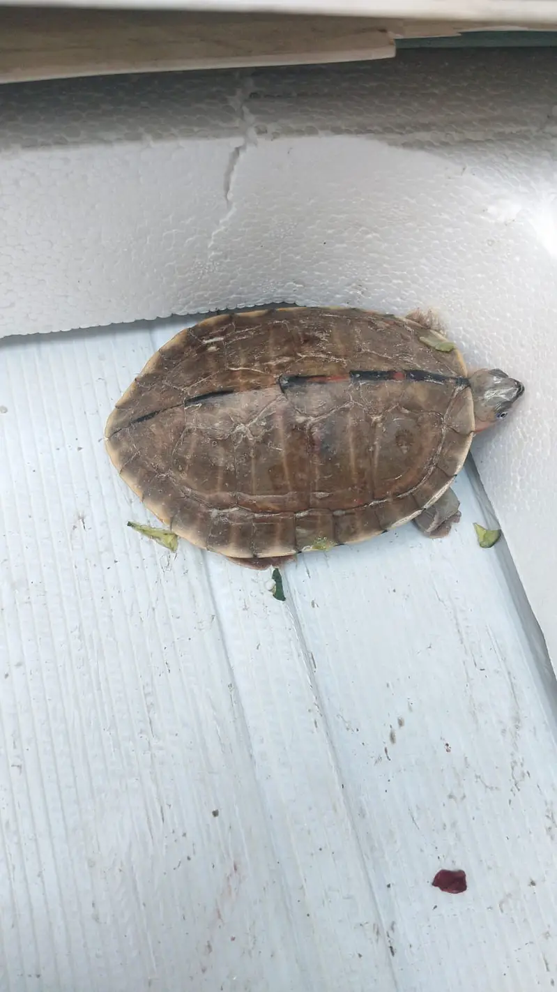 Tortoise imported from another country. — photo 2