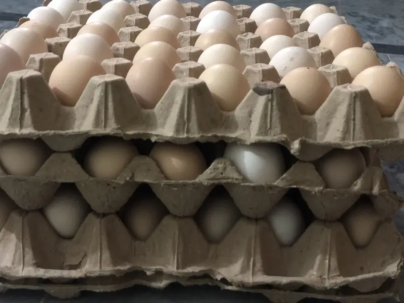 Desi eggs — photo 2