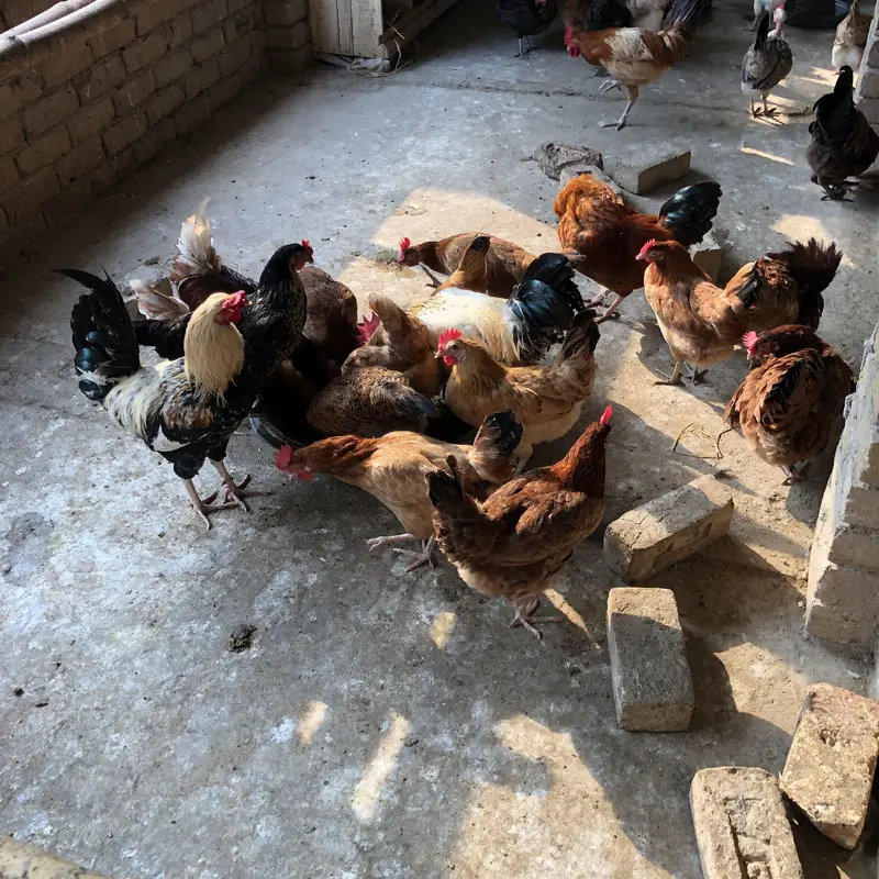 Desi eggs — photo 3