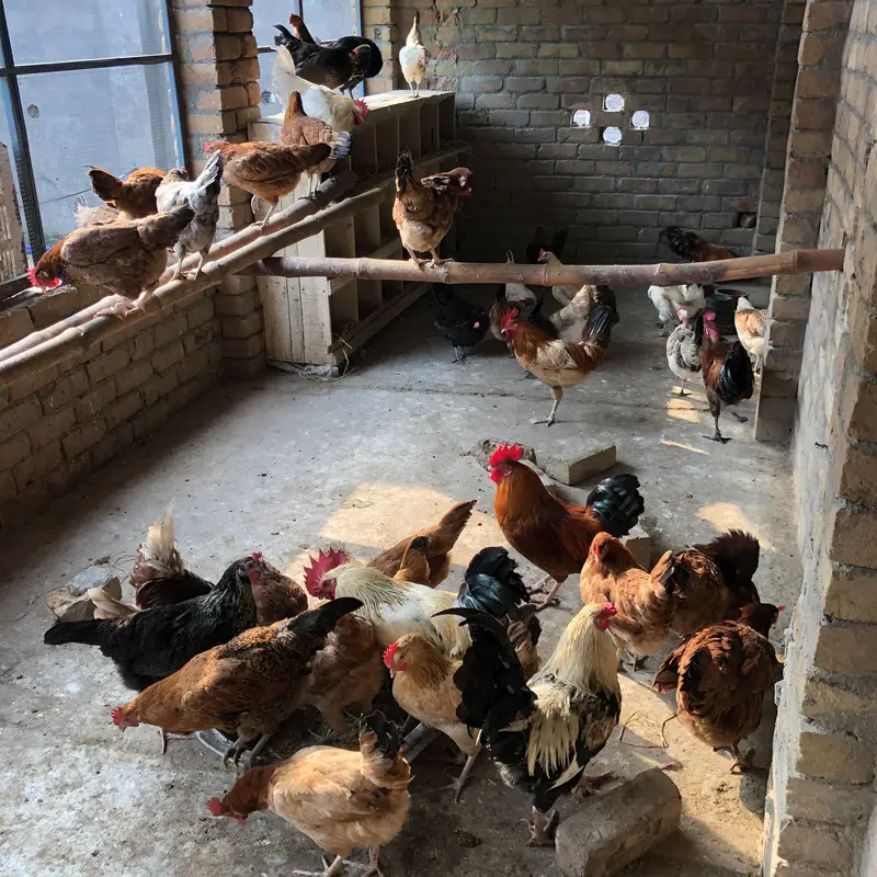 Desi eggs — photo 4