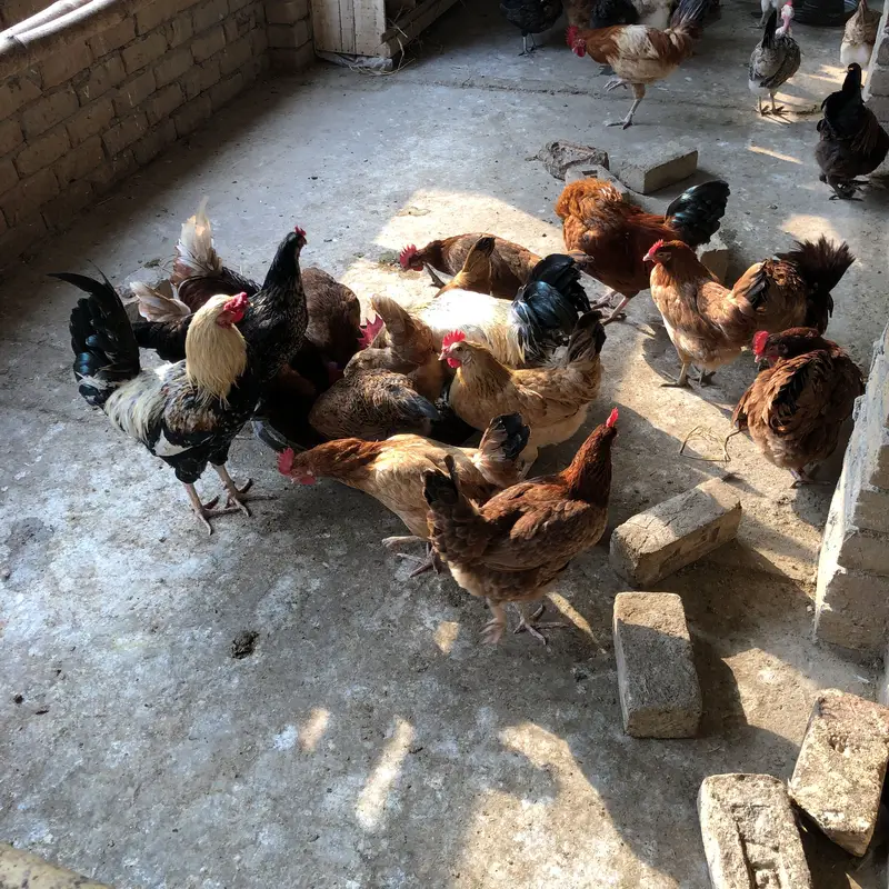 Desi eggs — photo 5