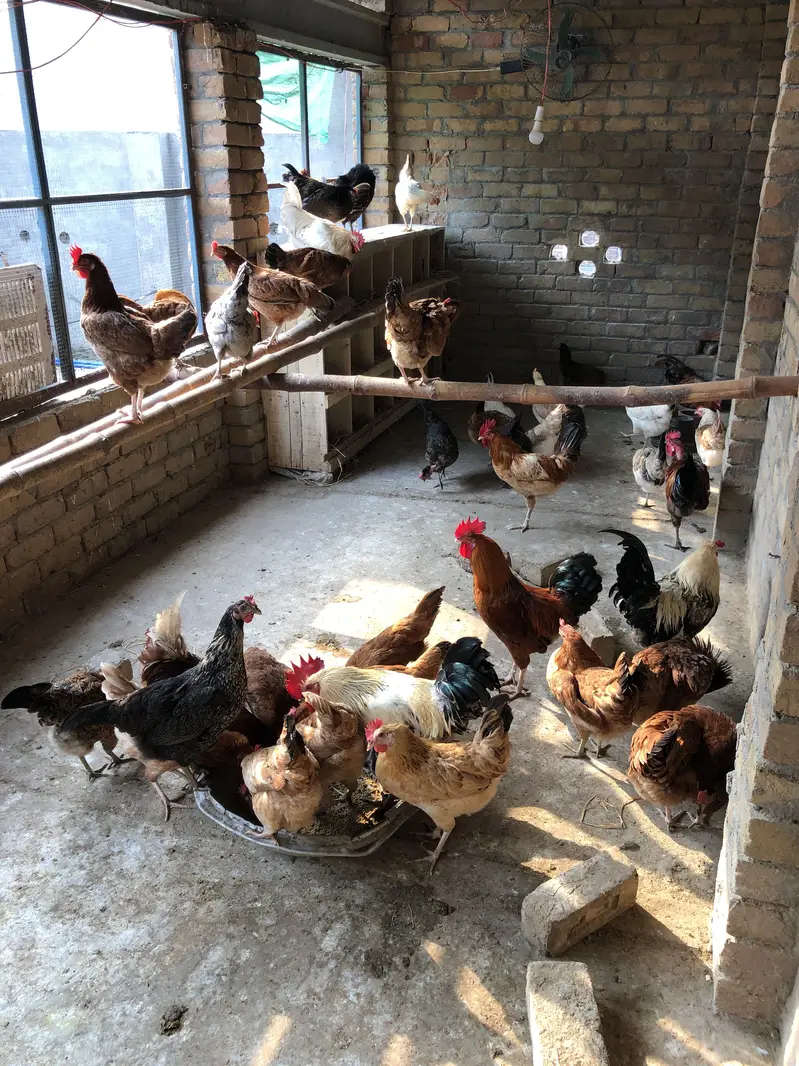 Desi eggs — photo 7