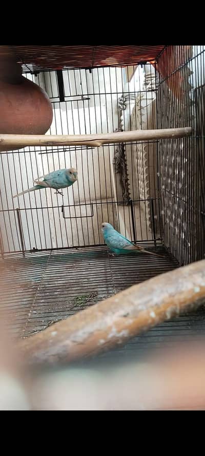 cage 1.5*1.5*3 ft and rainbow buggies breeder pair