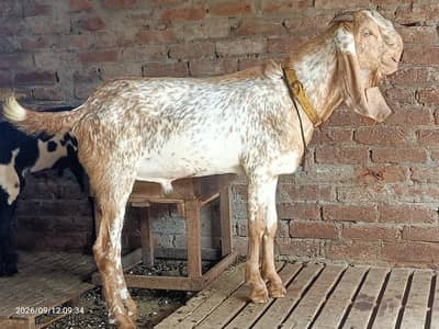 Makhi cheena bareedar