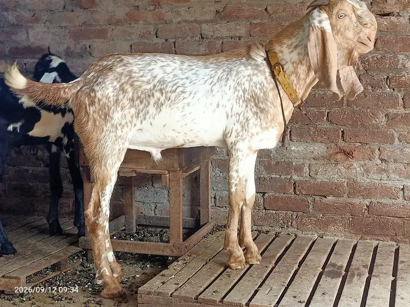 Makhi cheena bareedar — photo 2