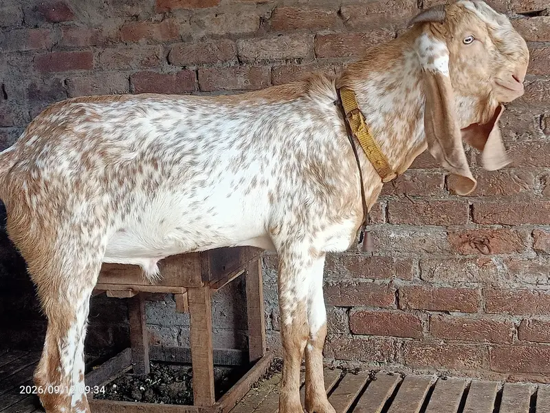 Makhi cheena bareedar — photo 3