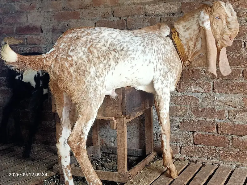 Makhi cheena bareedar — photo 4