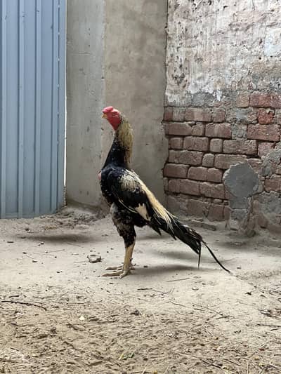 indian parrotbeak breeder male