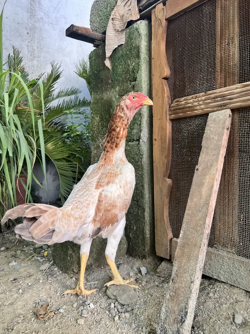 German o shamo 1male and 2female — photo 2