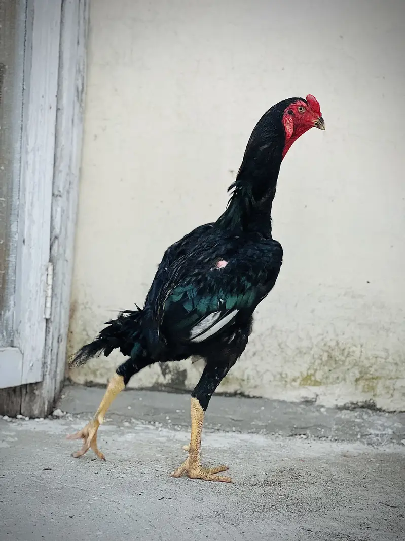 German o shamo 1male and 2female — photo 3