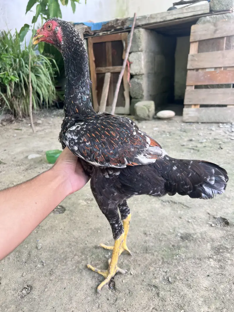 German o shamo 1male and 2female — photo 5