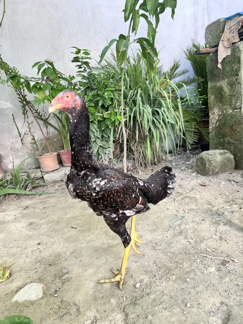 German o shamo 1male and 2female — photo 6