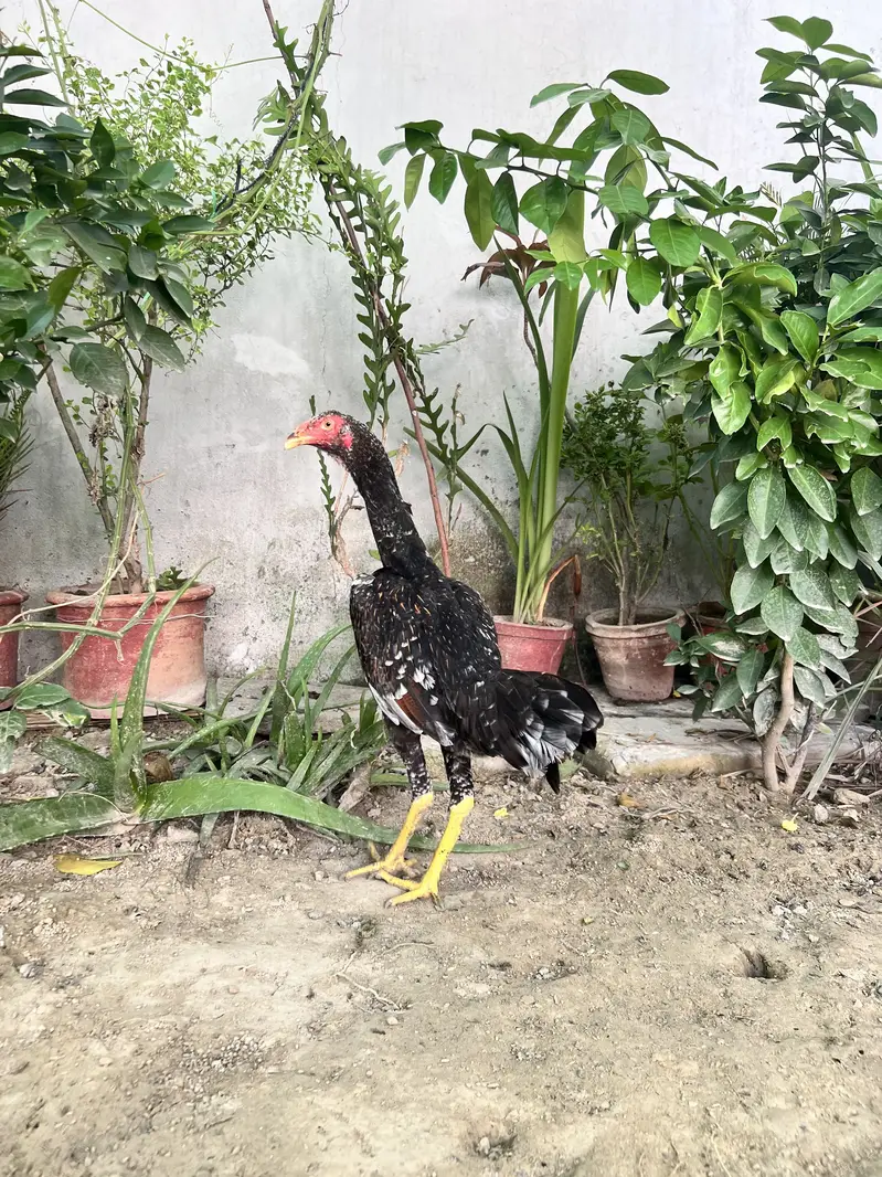 German o shamo 1male and 2female — photo 7